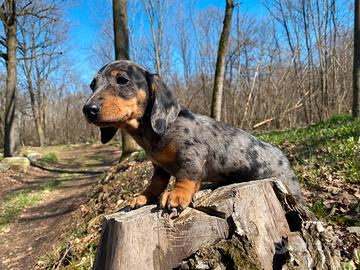 Bassotto nano Arlecchino