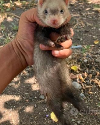 Furetti domestici