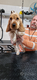 Cocker spaniel inglese