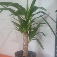 Piante: Yucca, kokedama di Dracaena marginata