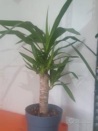 Piante: Yucca, kokedama di Dracaena marginata