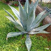 piante AGAVE 