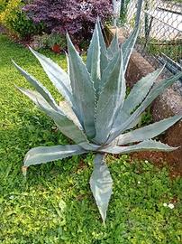 piante AGAVE 