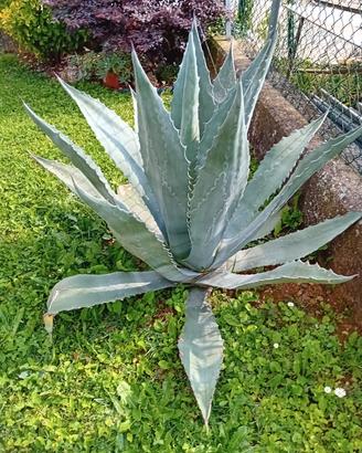 piante AGAVE 