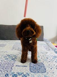 Barboncino tot Red