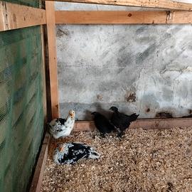 Galline millefiori piemontesi