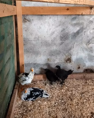 Galline millefiori piemontesi