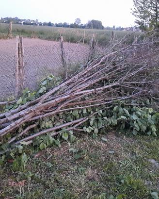 legna