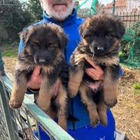 Cuccioli pastore tedesco