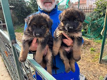 Cuccioli pastore tedesco