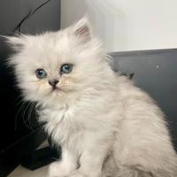 Persiano chinchillà silver shaded