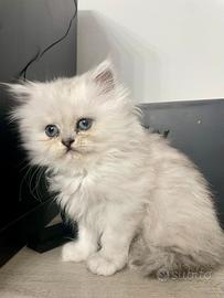 Persiano chinchillà silver shaded