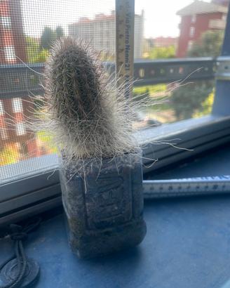 Pianta grassa spinosa di 20 anni