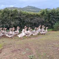 Oche Tolosa e non solo