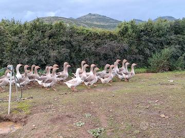 Oche Tolosa e non solo