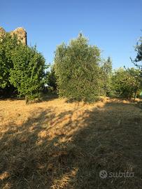 Terreno agricolo panoramico