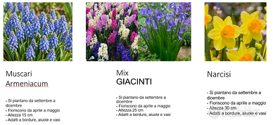 Bulbi muscari, narcisi, giacinti