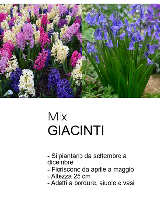 Bulbi muscari, narcisi, giacinti