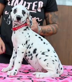 dalmata femmina