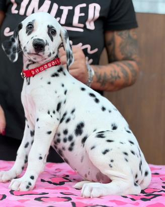dalmata femmina