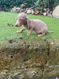 Cuccioli di bassotto nano maschi