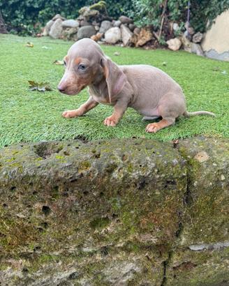 Cuccioli di bassotto nano maschi