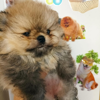 Pomerania toy maschio