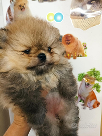 Pomerania toy maschio