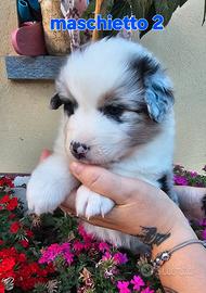 Cuccioli di pastore australiano disponibili
