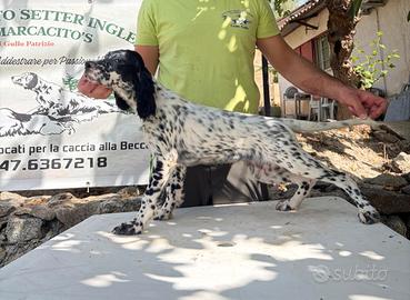 Cuccioli Setter inglesi