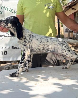Cuccioli Setter inglesi