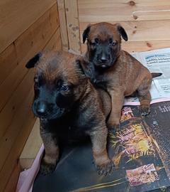 Cuccioli di pastore belga (Malinois)