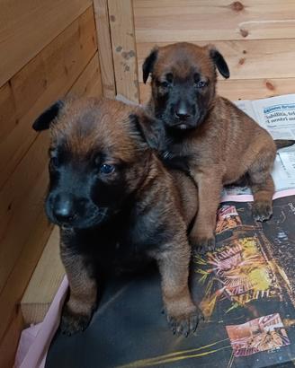 Cuccioli di pastore belga (Malinois)