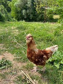 Gallina Incrocio Moroseta e Livornese