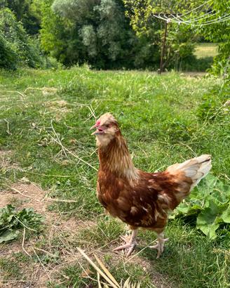 Gallina Incrocio Moroseta e Livornese