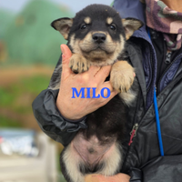 Cucciola in adozione