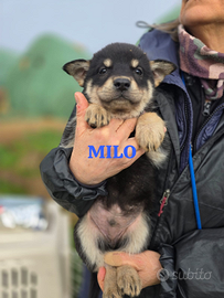 Cucciola in adozione