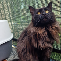 Maine Coon maschio per monta