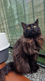 Maine Coon maschio per monta