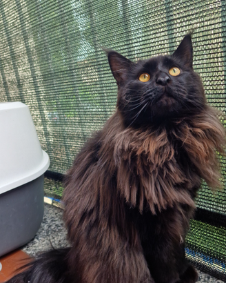 Maine Coon maschio per monta