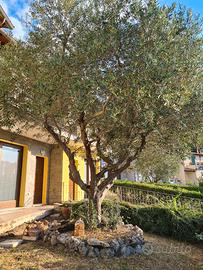 olivo ornamentale 