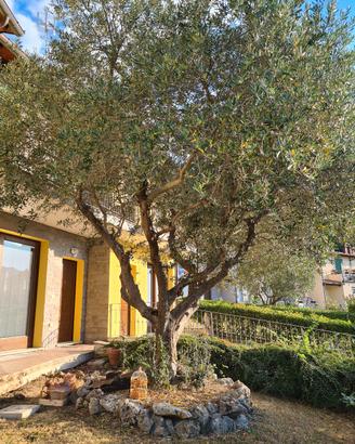 olivo ornamentale secolare