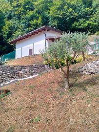 Rustico con terreno e bosco