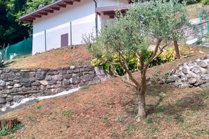 Rustico con terreno e bosco