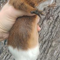 Cavia peruviana porcellino d'india