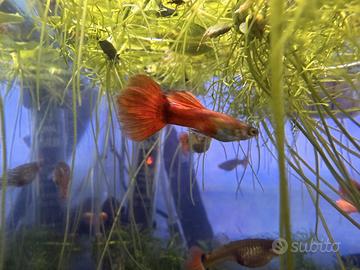 Guppy mix gene dumbo acquario 2 euro + omaggio
