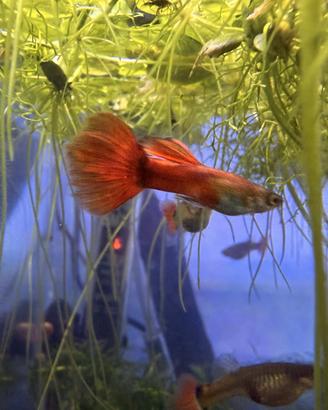 Guppy mix gene dumbo acquario 2 euro + omaggio