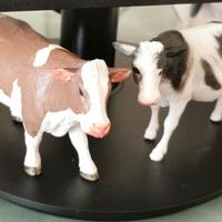 Presepe - Coppia di mucche cm 12,5 x cm 7,5