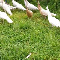 Pavoni varie colorazioni