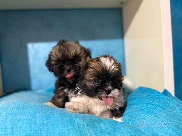 Cuccioli Shitzu maschietti